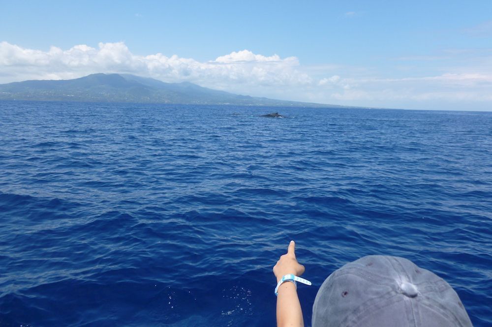 On peut observer des cétacés, poissons et tortues lors de la croisière voile Marie-Galante