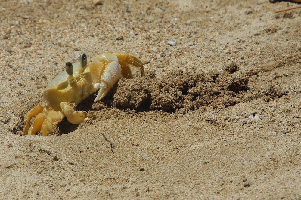 Des petits crabes de sable observés sur la plage de Marie-Galante