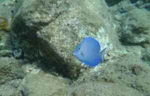 Poisson chirurgien dans les eaux transparentes des Saintes