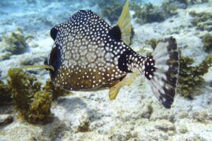 Poisson coffre observé aux Saintes lors du temps snorkeling de l'excursion voile